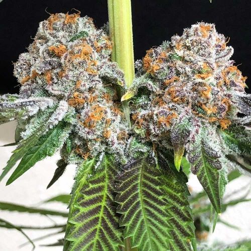 Rated R Feminized Cannabis Seeds by Symbiotic Genetics