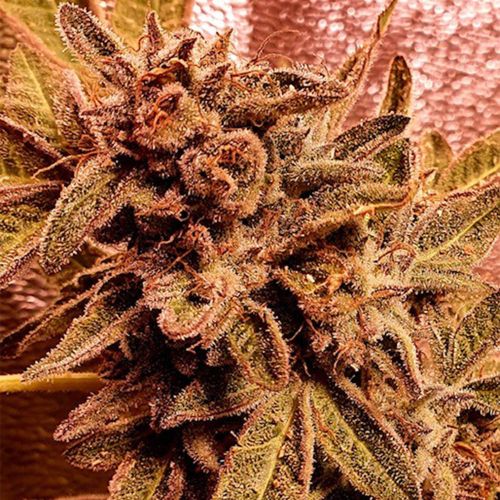 Rawkus Runtz Female Cannabis Seeds by Holy Smoke Seeds