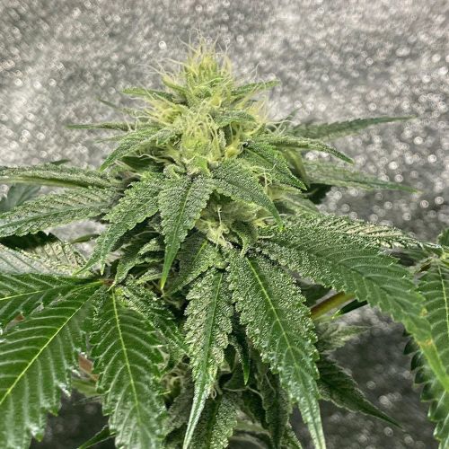 Reality Ztone Regular Cannabis Seeds by Dark Horse Genetics