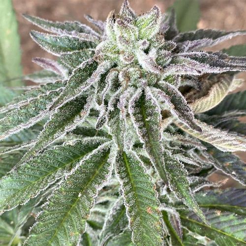 Red Berry Tarte Feminized Cannabis Seeds by The Cali Connection