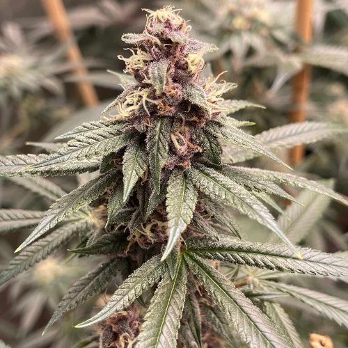 Red Kachina Female Weed Seeds by Conscious Genetics 