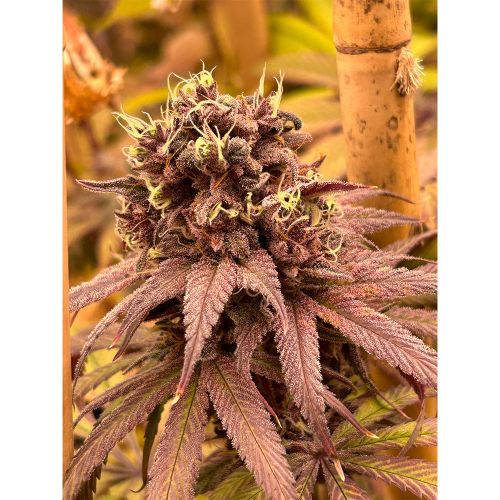 Red Kachina V2 Female Cannabis Seeds by Conscious Genetics 