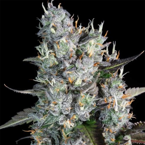 Red Velvet Paradise Seeds Auto Cannabis Seeds