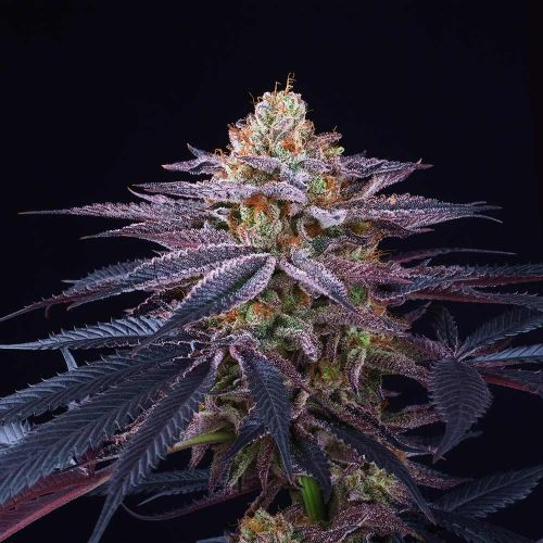 Rotten Apple Female Weed Seeds by Perfect Tree 