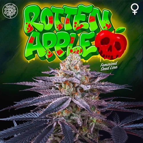 Rotten Apple Female Weed Seeds by Perfect Tree 