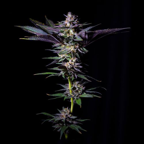 Rotten Rainbow Female Cannabis Seeds by Grateful Seeds
