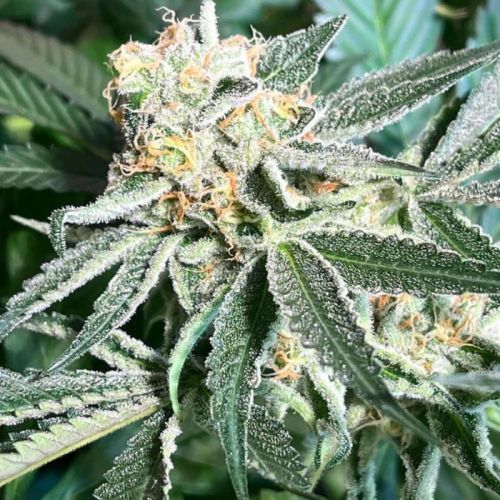 Royal Hulk Regular Cannabis Seeds by Dark Horse Genetics