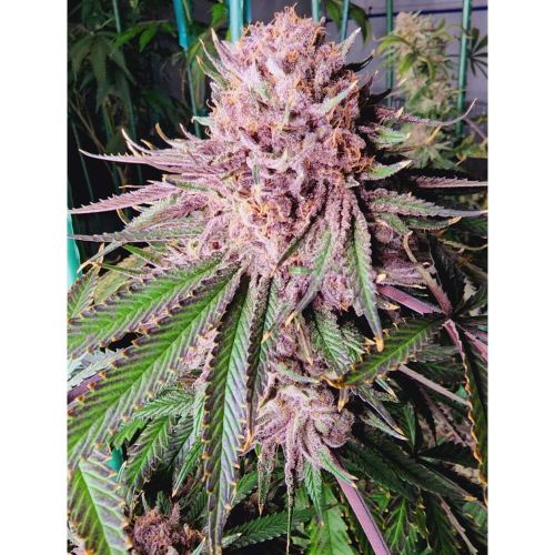 Runtz De Frutas Feminized Cannabis Seeds by Tiki Madman x Mosca Seeds