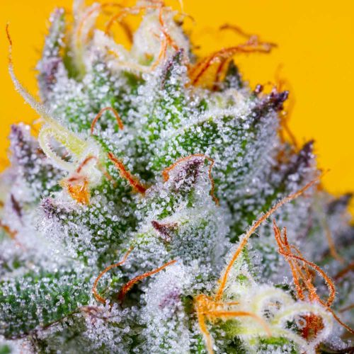 Runtz Mintz Regular Cannabis Seeds by Fidel's Seed Co