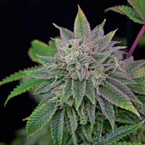 Runt-Zu Female Weed Seeds by Grateful Seeds