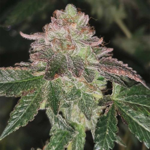 Runtzosa Female Cannabis Seeds By Pheno Finders Seeds