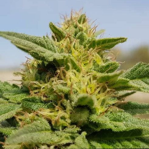 Rustam Kush Regular Cannabis Seeds by Afghan Selection