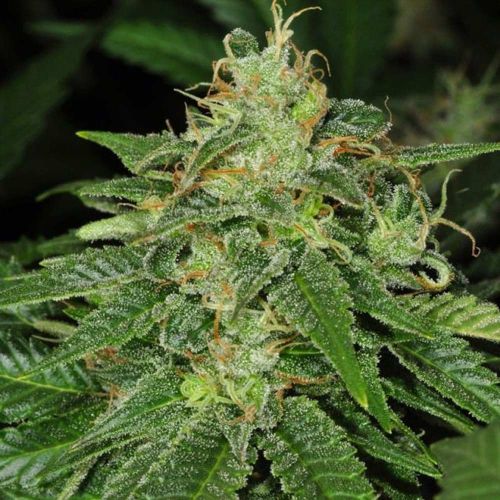 S.A.G.E.® CBD Female Cannabis Seeds by T.H.Seeds