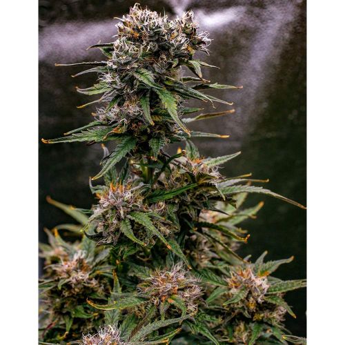 Saint Expeditus Autoflowering Cannabis Seeds by Night Owl Seeds