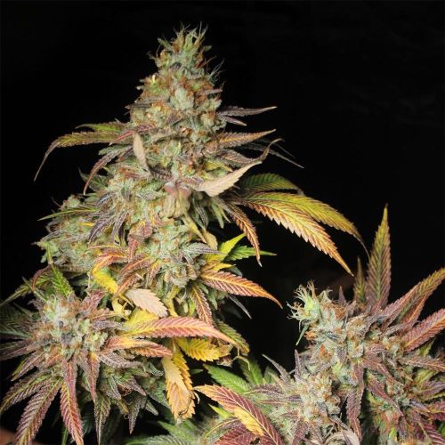 Salpicón Regular Cannabis Seeds by Black Tuna Seeds