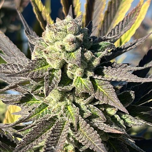 Samarian Sunset Feminized Cannabis Seeds by Black Tuna Seeds