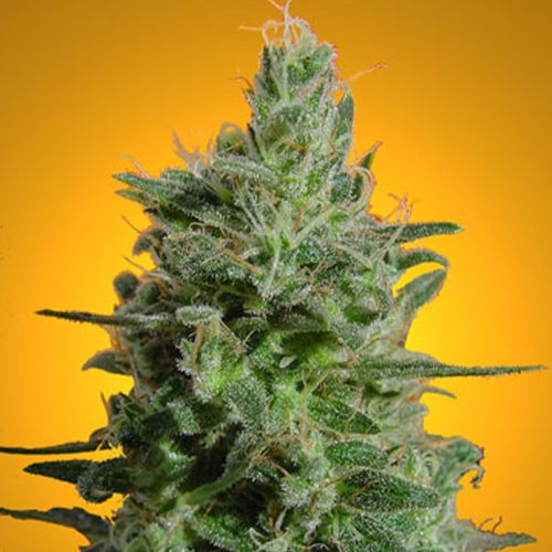 Sativa Champion Pack Female Cannnabis Seeds by Paradise Seeds