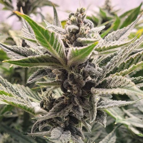 Scoopski F2 Autoflowering Cannabis Seeds by Night Owl Seeds