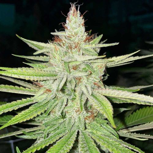 Cornbread Female Cannabis Seeds by Rare Dankness - DISCONTINUED