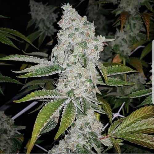 El Chapo Female Cannabis Seeds by The Plug Seedbank
