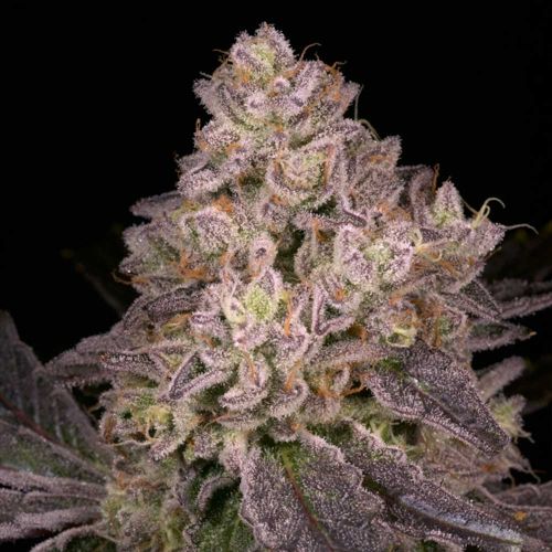 NFS Regular Cannabis Seeds Archive Seed Bank