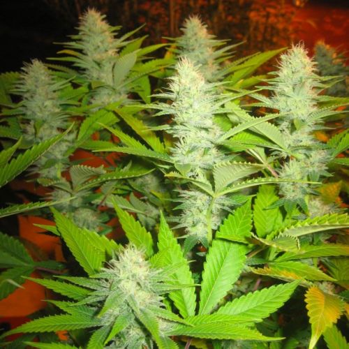 Milk Female Cannabis Seeds by Seedism