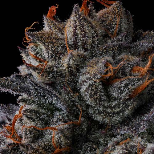 Any Day Compound Genetics Feminized Cannabis Seeds