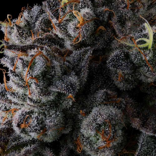 Crystal Chalice Compound Genetics Feminized Cannabis Seeds