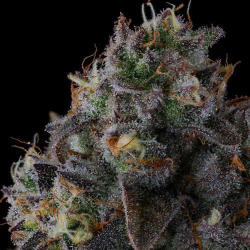 Fruit Riot Compound Genetics Feminized Cannabis Seeds