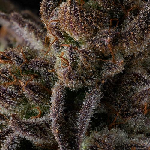 Purple Preserves Compound Genetics Feminized Cannabis Seeds