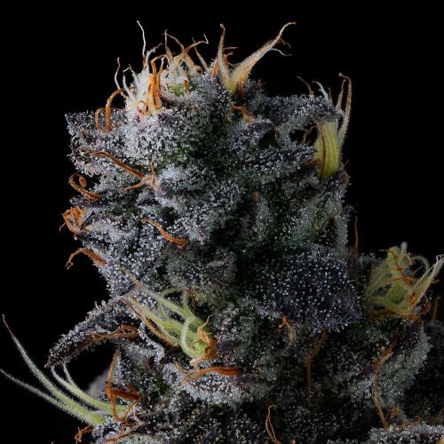 Giggin' Grapes Compound Genetics Feminized Cannabis Seeds
