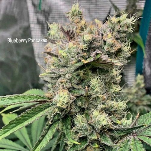 Blueberry Pancakes Feminised Cannabis Seeds by Holy Smoke Seeds