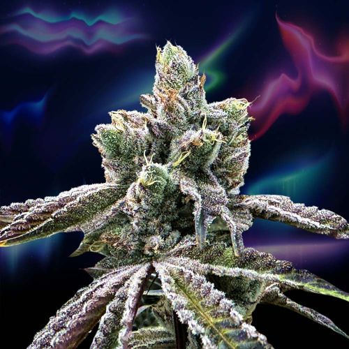 Over The Rainbow Regular Cannabis Seeds Perfect Tree