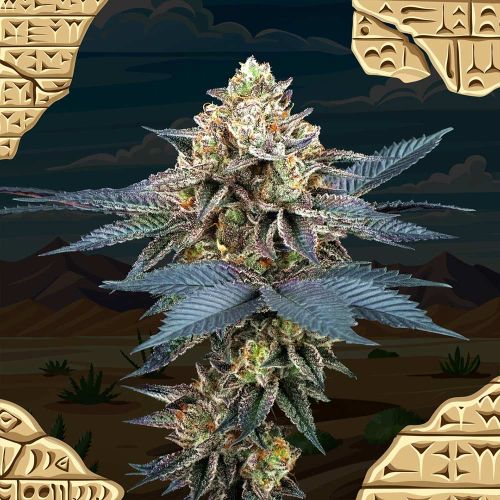 Picchu Feminized Seeds Perfect Tree 