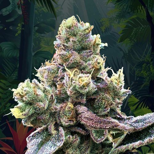 Tropizaï Regular Cannabis Seeds Perfect Tree