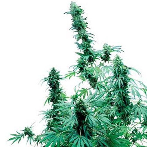 Early Skunk Female Cannabis Seeds