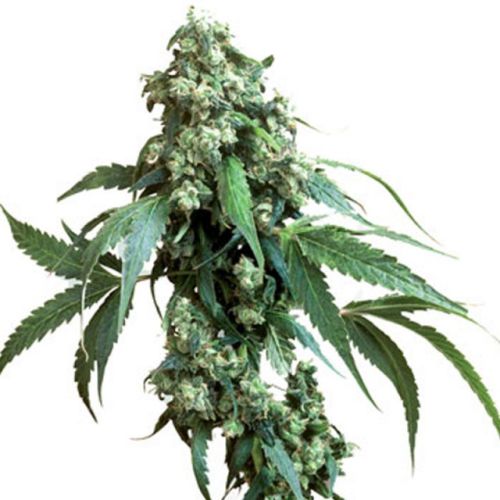 Jack Flash #5 Female Cannabis Seeds