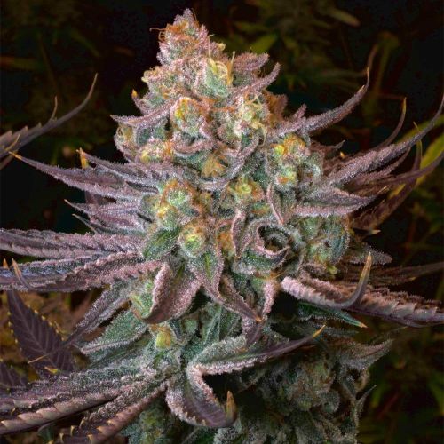 Seriotica Female Weed Seeds by Serious Seeds 