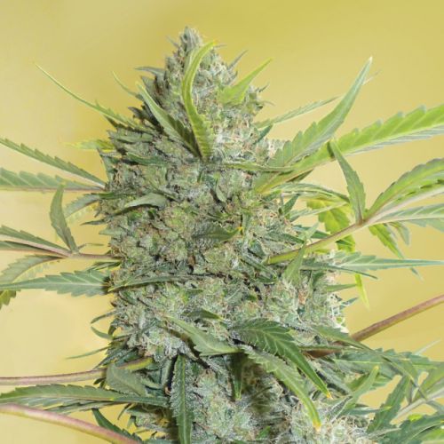 Serious Happiness Regular Cannabis Seeds by Serious Seeds