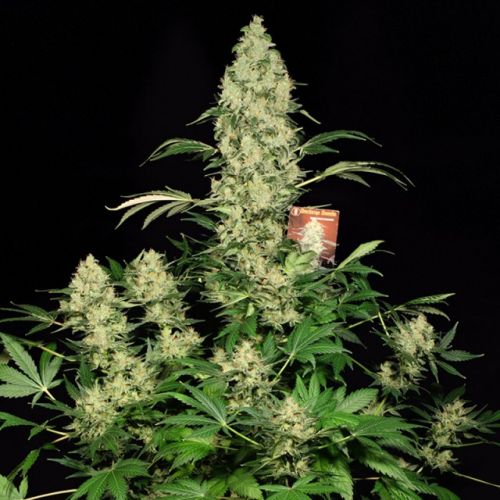 AK-47 Regular Cannabis Seeds by Serious Seeds