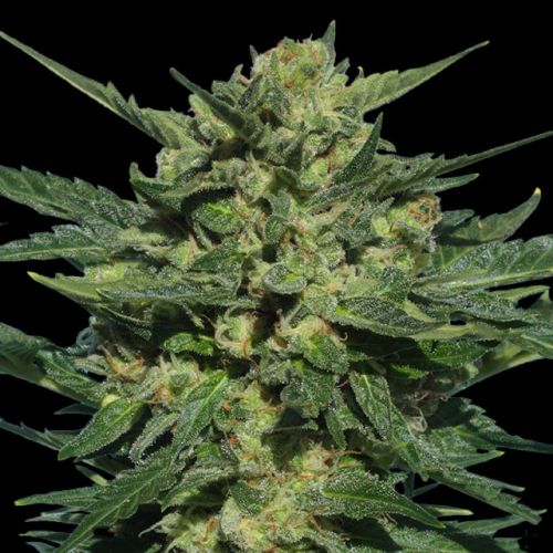 White Russian Auto Flowering Cannabis Seeds by Serious Seeds