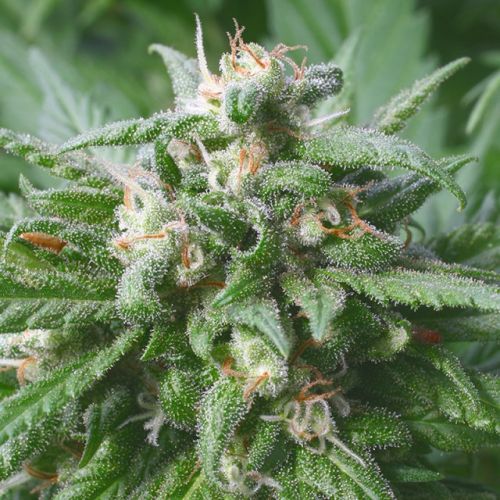 Biddy Early Regular Cannabis Seeds by Serious Seeds