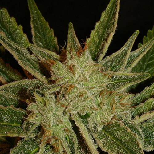 Bubble Gum Regular Cannabis Seeds by Serious Seeds