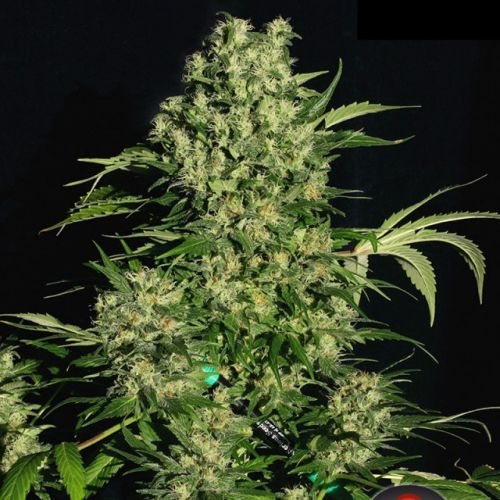 Chronic Regular Cannabis Seeds by Serious Seeds