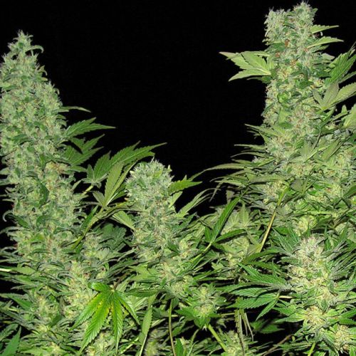 Double Dutch Female Cannabis Seeds by Serious Seeds