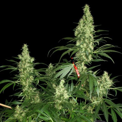 Kali Mist Regular Cannabis Seeds by Serious Seeds