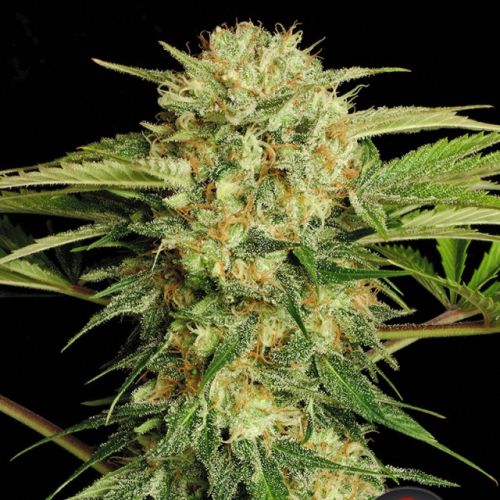 Motavation Female Cannabis Seeds by Serious Seeds