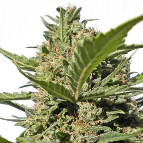 Serious Happiness Female Cannabis Seeds by Serious Seeds