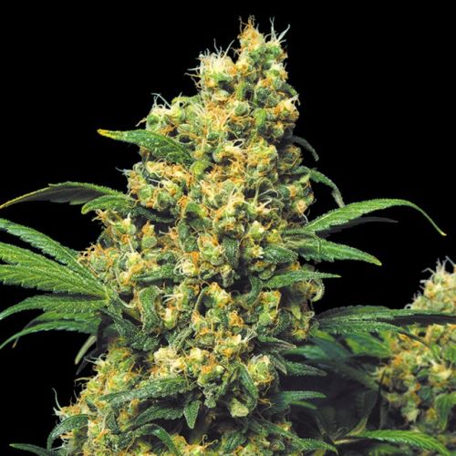 Warlock Regular Cannabis Seeds by Serious Seeds