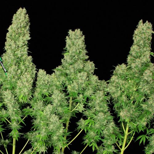 White Russian Regular Cannabis Seeds by Serious Seeds